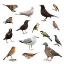 Новини Львова: У світі відзначають Міжнародний день птахів